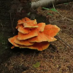Conifer Chicken of the Woods thumbnail 3