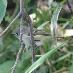 Ruby-crowned Kinglet thumbnail 4