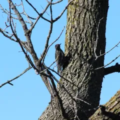 Yellow-bellied Sapsucker thumbnail 2