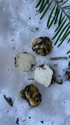 Leucogaster citrinus thumbnail 1