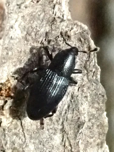 Imported Crucifer Weevil
