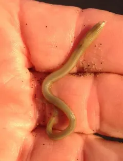 Nephtys californiensis thumbnail 3