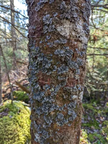 Salted Shell Lichen