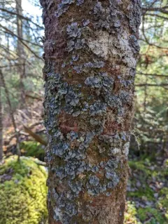 Salted Shell Lichen thumbnail 1