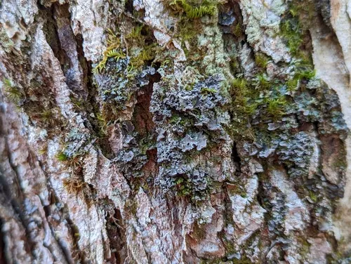 Vole Ears Lichen