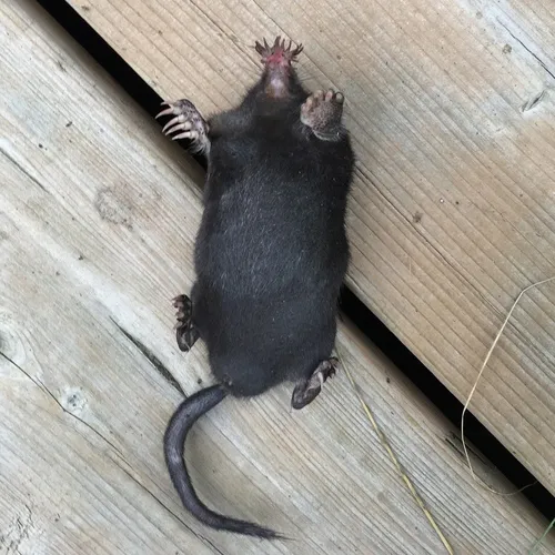 Star-nosed Mole