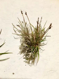 alpine sedge thumbnail 2
