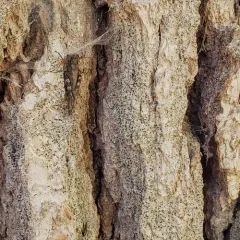 Cresponea chloroconia thumbnail 1