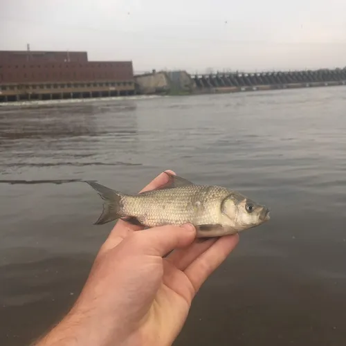 Bigmouth Buffalo