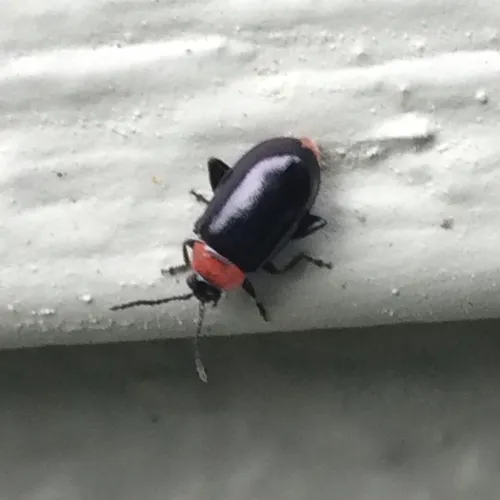 Spinach Flea Beetle