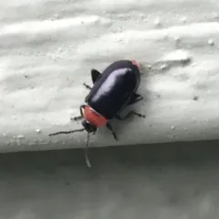 Spinach Flea Beetle thumbnail 1