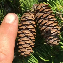 white spruce thumbnail 3