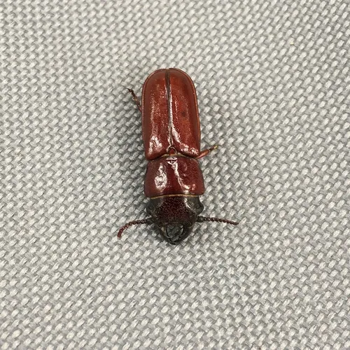 Pole Borer