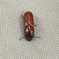 Pole Borer thumbnail 1
