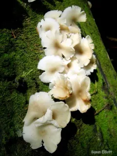 Clitocybula oculata thumbnail 3