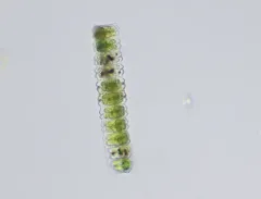 Desmidium swartzii thumbnail 3