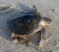 Kemp's Ridley Sea Turtle thumbnail 4
