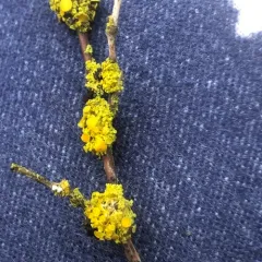 Pin-cushion Sunburst Lichen thumbnail 2