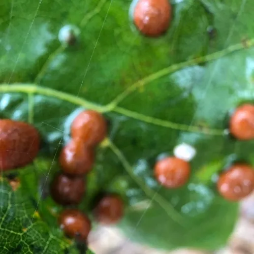 Oak Leaf Gall Midge