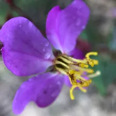 Virginia meadowbeauty thumbnail 1