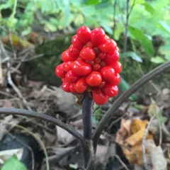 Jack-in-the-Pulpit thumbnail 2