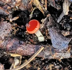 stalked scarlet cup thumbnail 3