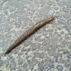 Leopard Slug thumbnail 1