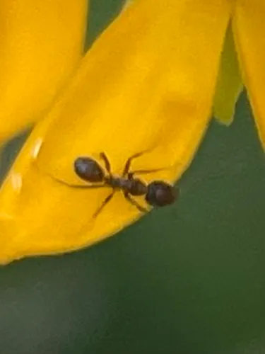 Argentine Ant