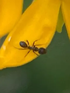 Argentine Ant thumbnail 1