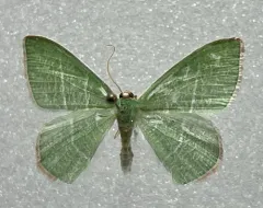 Red-fronted Emerald thumbnail 3