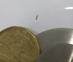 Pharaoh Ant thumbnail 2