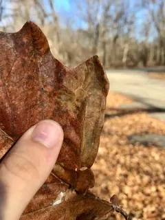 Solitary Oak Leafminer Moth thumbnail 2
