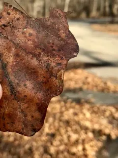 Marginal Tentiform Oak Leafminer thumbnail 1
