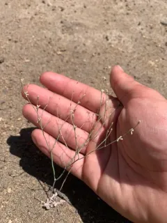 Bailey's Buckwheat thumbnail 3