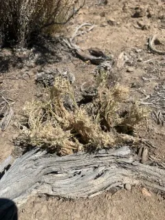 Peck's Milkvetch thumbnail 3