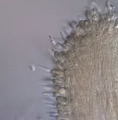 Akanthomyces aranearum thumbnail 3