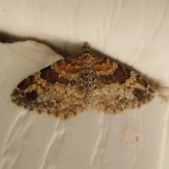 Dark-barred Twin-spot Carpet thumbnail 3