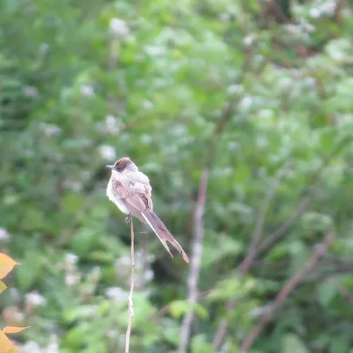 Fork-tailed Flycatcher