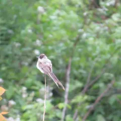 Fork-tailed Flycatcher thumbnail 1