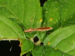 Jalysus spinosus thumbnail 3