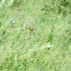 Dickcissel thumbnail 3