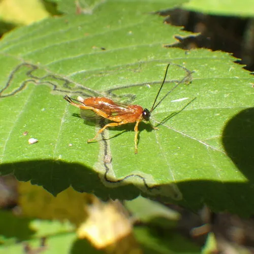 Theronia hilaris