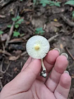 Leucocoprinus flavescens thumbnail 2