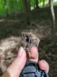 Thelephora anthocephala thumbnail 2