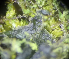 Antlered Jellyskin Lichen thumbnail 2
