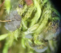 Peacock Vinyl Lichen thumbnail 2