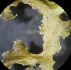 Powdered Wrinkle Lichen thumbnail 3