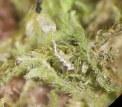 Hairy Threadwort thumbnail 1