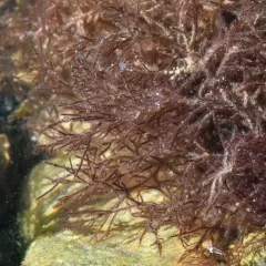 Red Hornweed thumbnail 4