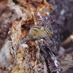Townsend's Chipmunk thumbnail 1